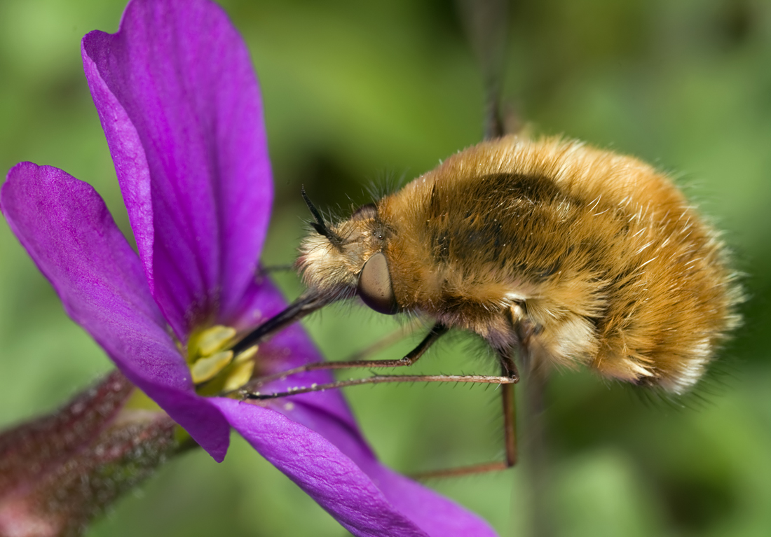 Bee Fly feeding 1